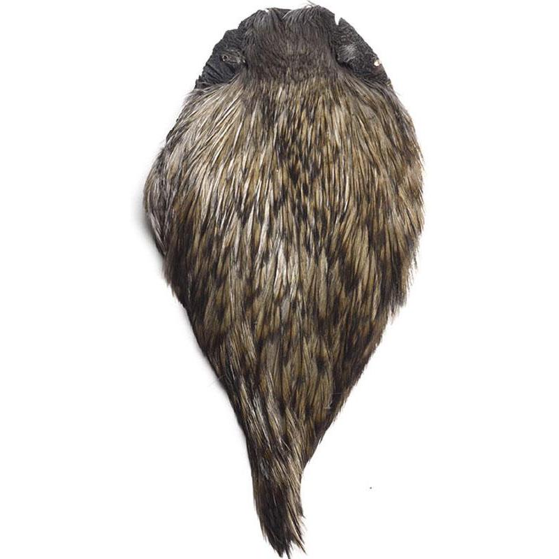 Cou De Coq Devaux Dvx Top Grade Teint