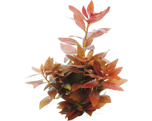 Ludwigie Rubin - Ludwigia repens 'Rubin'