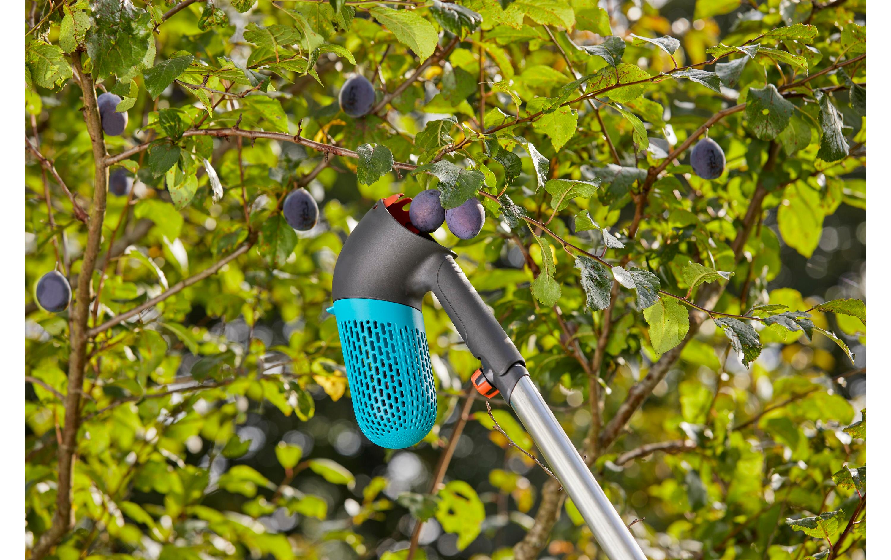 Combisystem-BeerensammlerErntehelfer für Beeren und Steinfrüchte