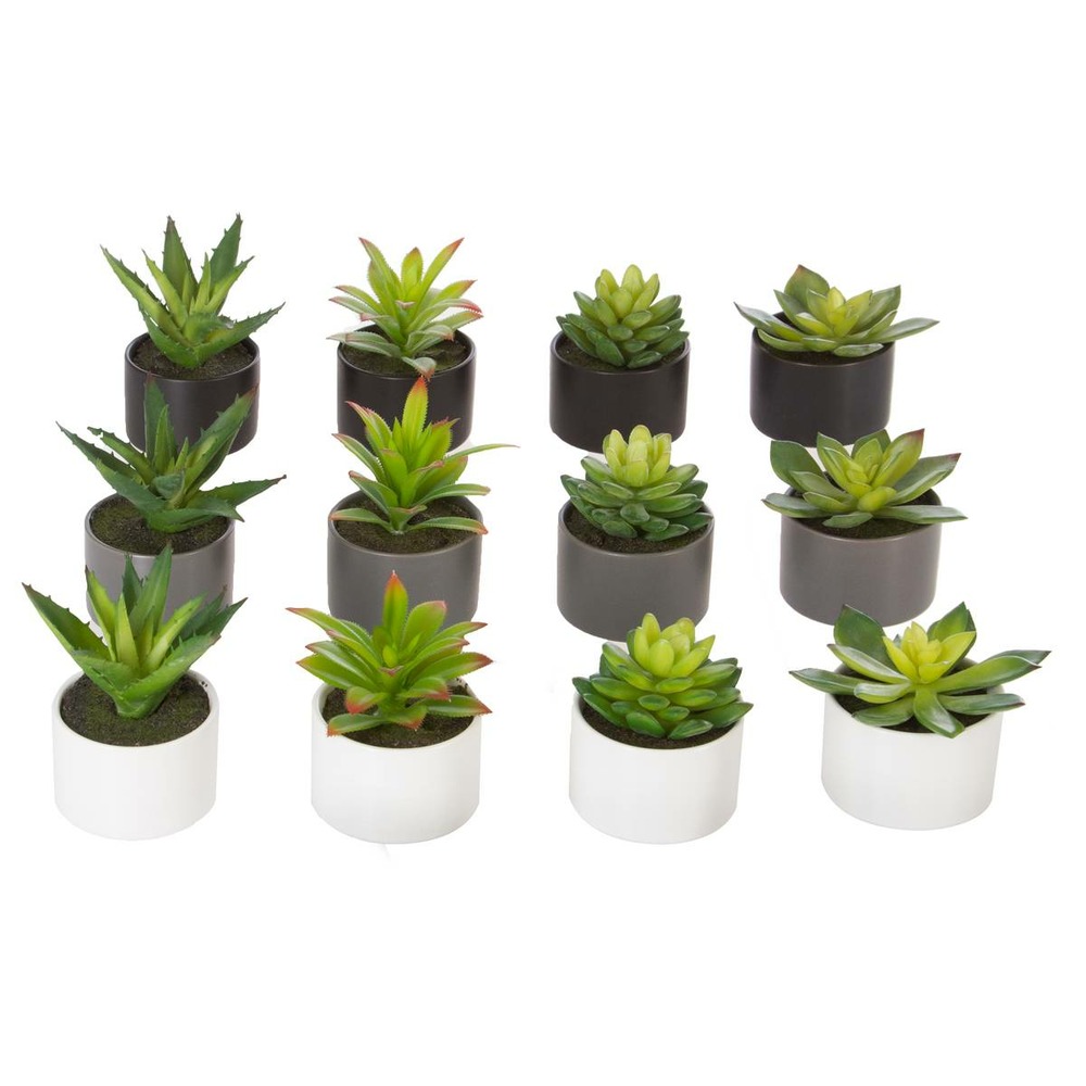 Plante grasse en pot h13