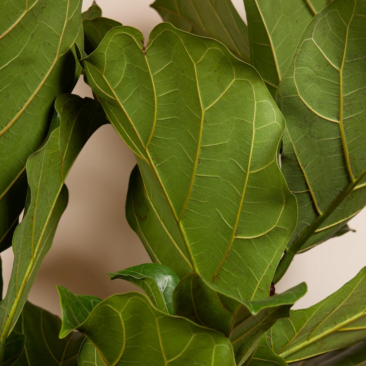 Bloomique - Ficus Lyrata - Geigenblatt - XXL Zimmerpflanzen - Luftreinigend - Pflegeleicht - 140-160 cm hoch - 30 cm Topf