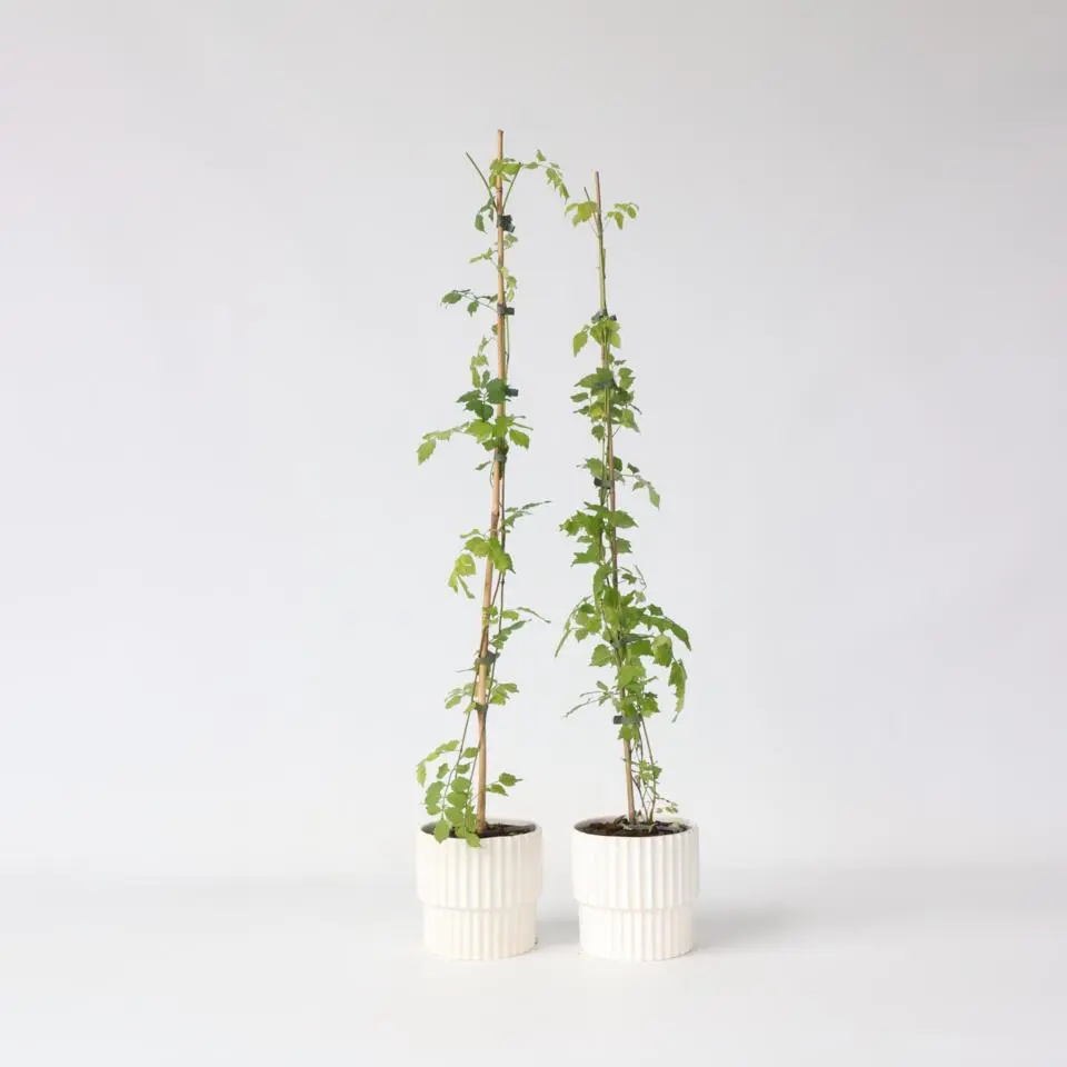 Trompetbloem - Set van 2 - Campsis radicans - Hoogte 110-120cm - ⌀17cm