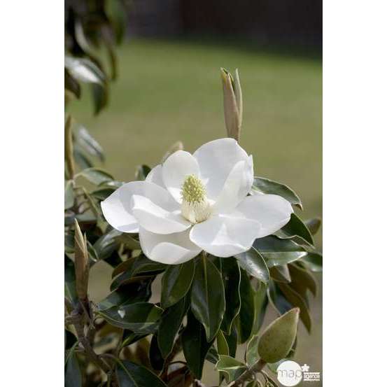 Magnolia grandiflora 'Little Gem ': conteneur 10 litres