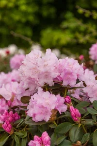 Rhododendron yak.'Silberwolke' 23cm Rododendron 'Silberwolke' Ø19 cm