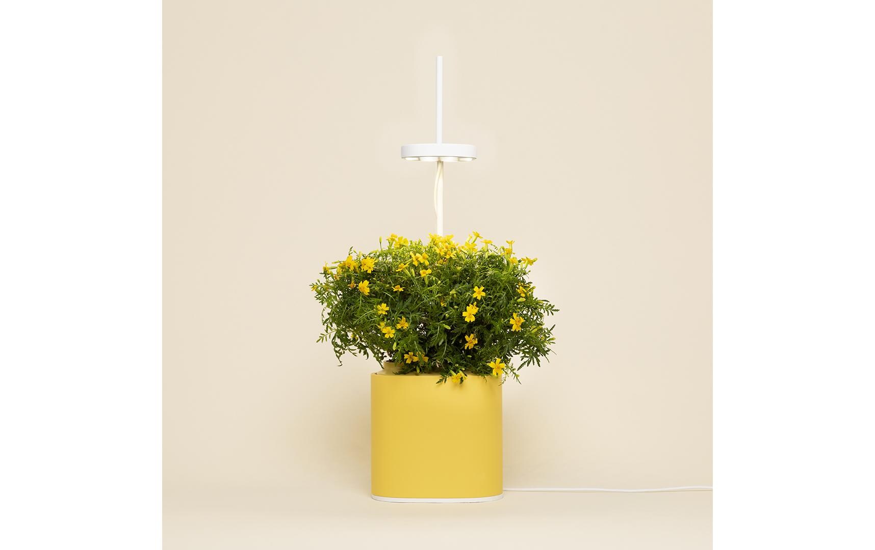 Kräutertopf Nano, Mimosa YellowIntelligentes Pflanzengefäss für Pflanzen und Kräuter