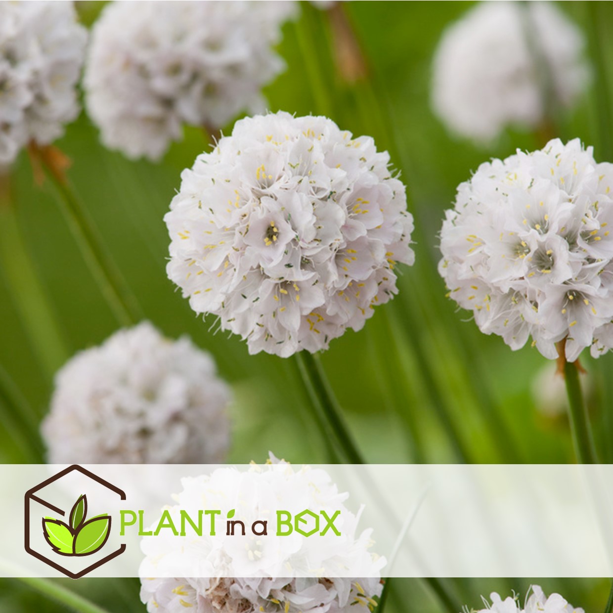 Armeria maritima - set de 3 - jardin blanches - pot 12cm - hauteur 20-30cm