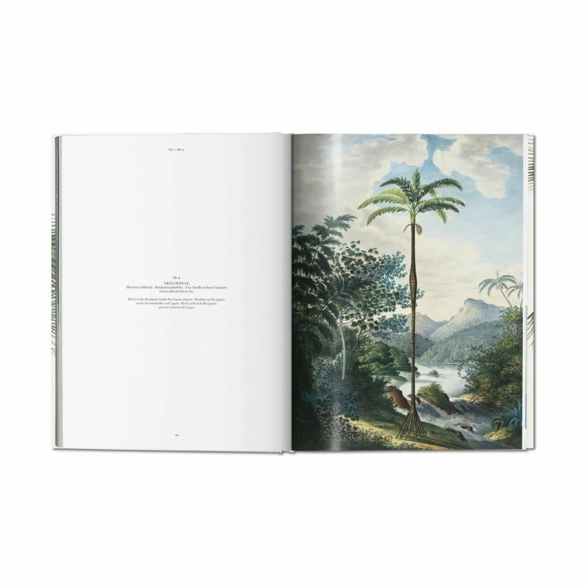 New Mags The Book of Palms - Af H. Walter Lack