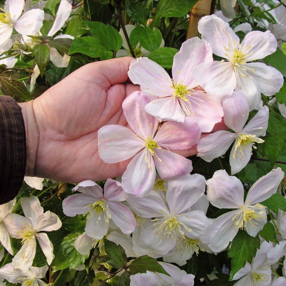 Clématite montana giant star® 'gistar'/clematis montana giant star® 'gistar'[-]pot de 1,8l