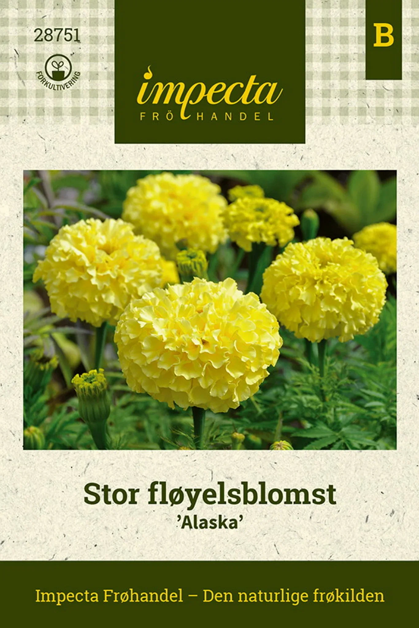 Tagetes erecta 'Alaska' Stor fløyelsblomst 'Alaska'