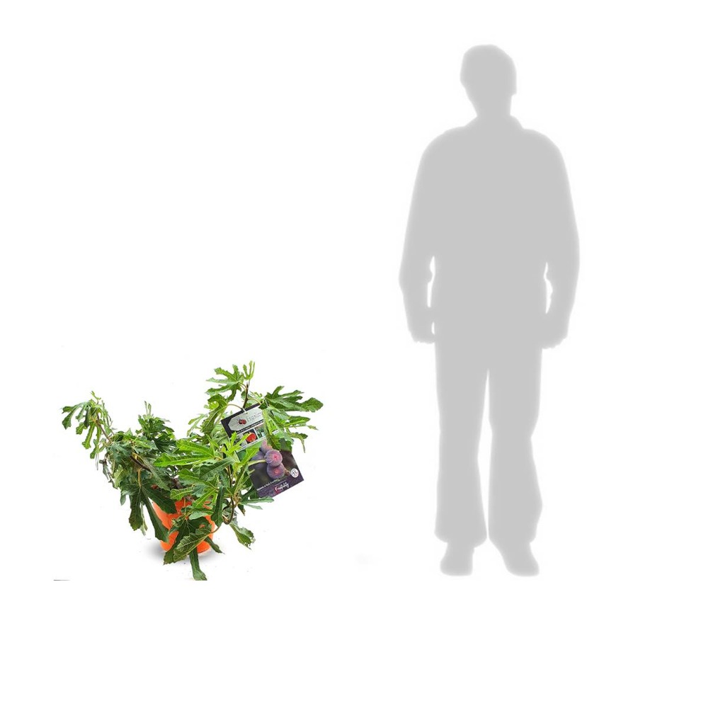 Figuier carica figality®/ficus carica figality®[-]pot de 5l - 40/60 cm