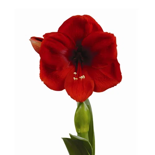 Hippeastrum 'Cayenne' Amaryllis 'Cayenne' Omkrets 32 cm
