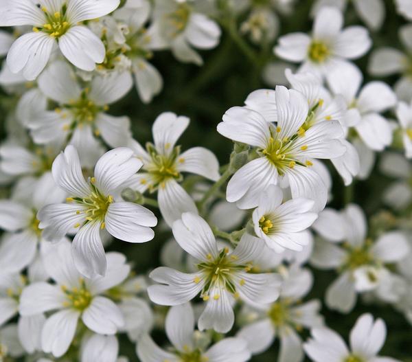 Bio Filziges Hornkraut 'Silberteppich'