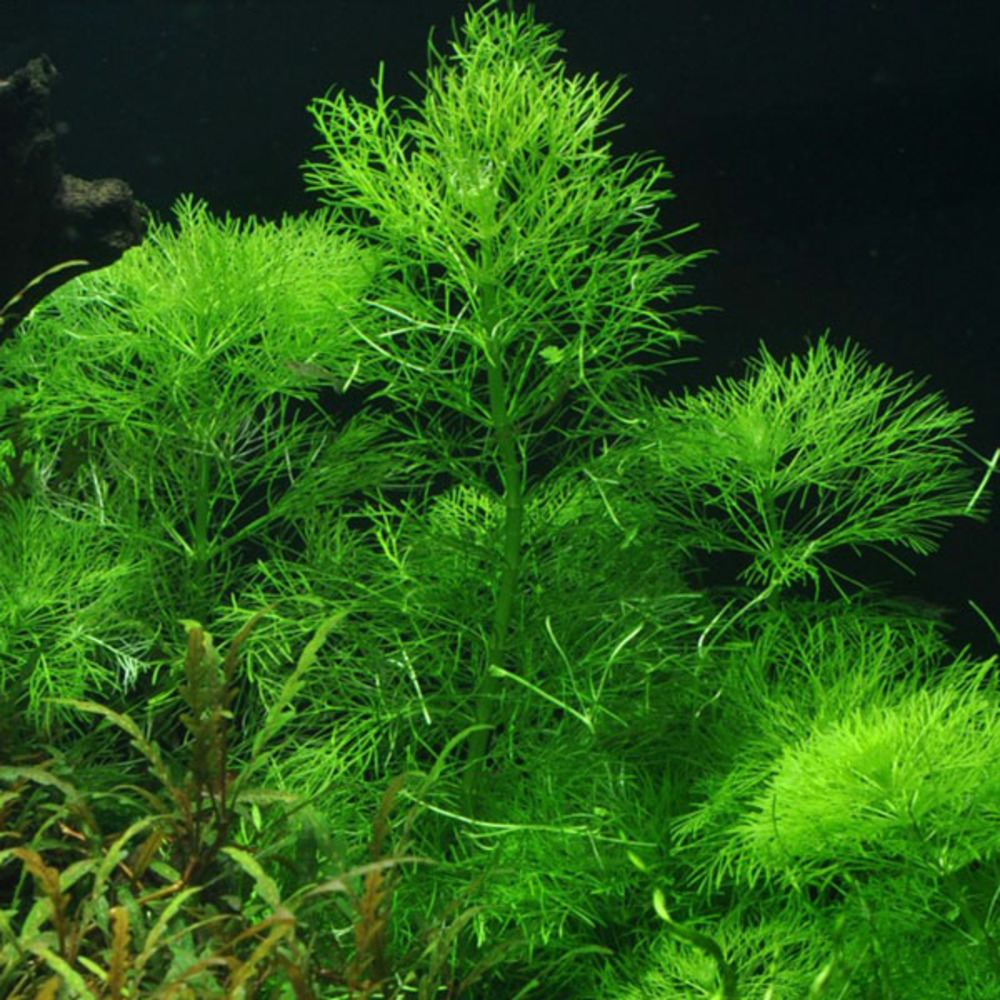 Limnophila aquatica