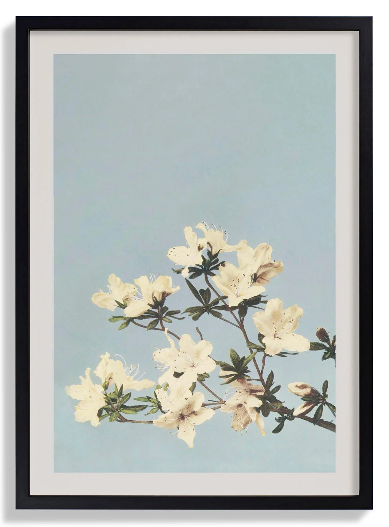 Japanische Azaleen von Ogawa Kazumasa