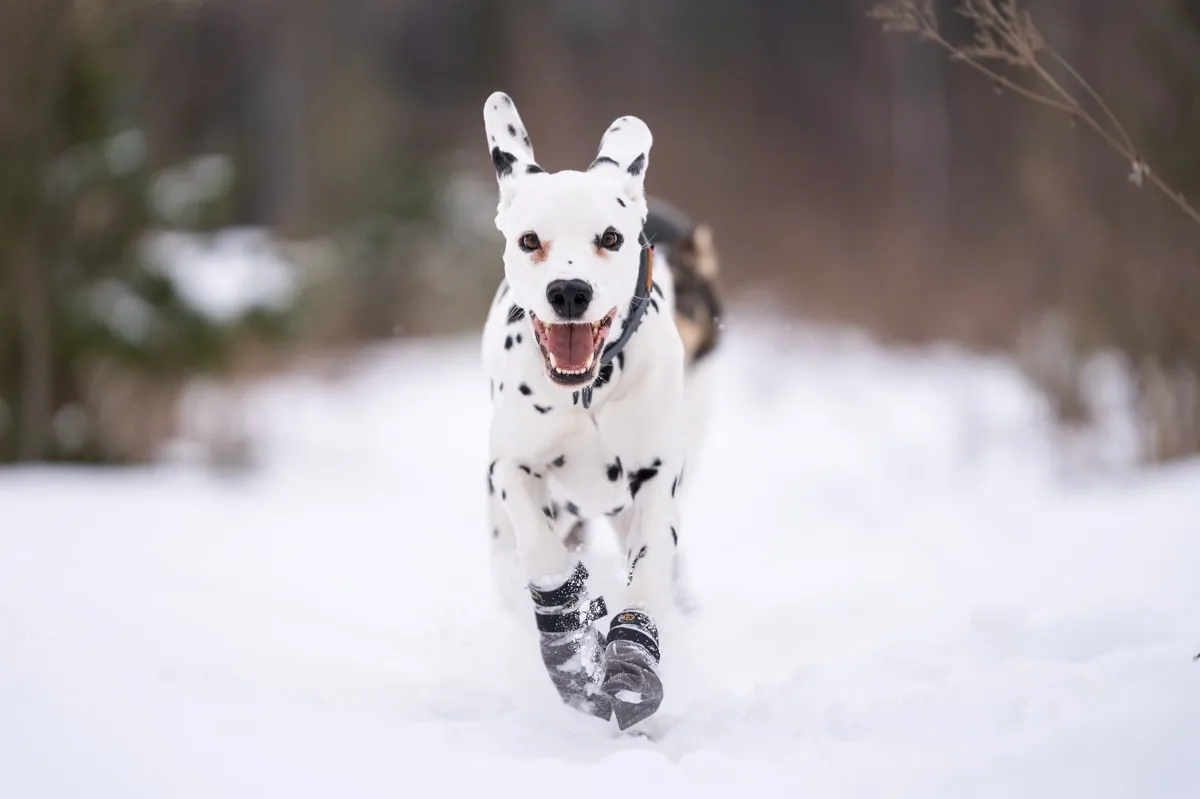 Seleverkstedet Seleverkstedet High Fleece dog boot 4pk Grå/svart