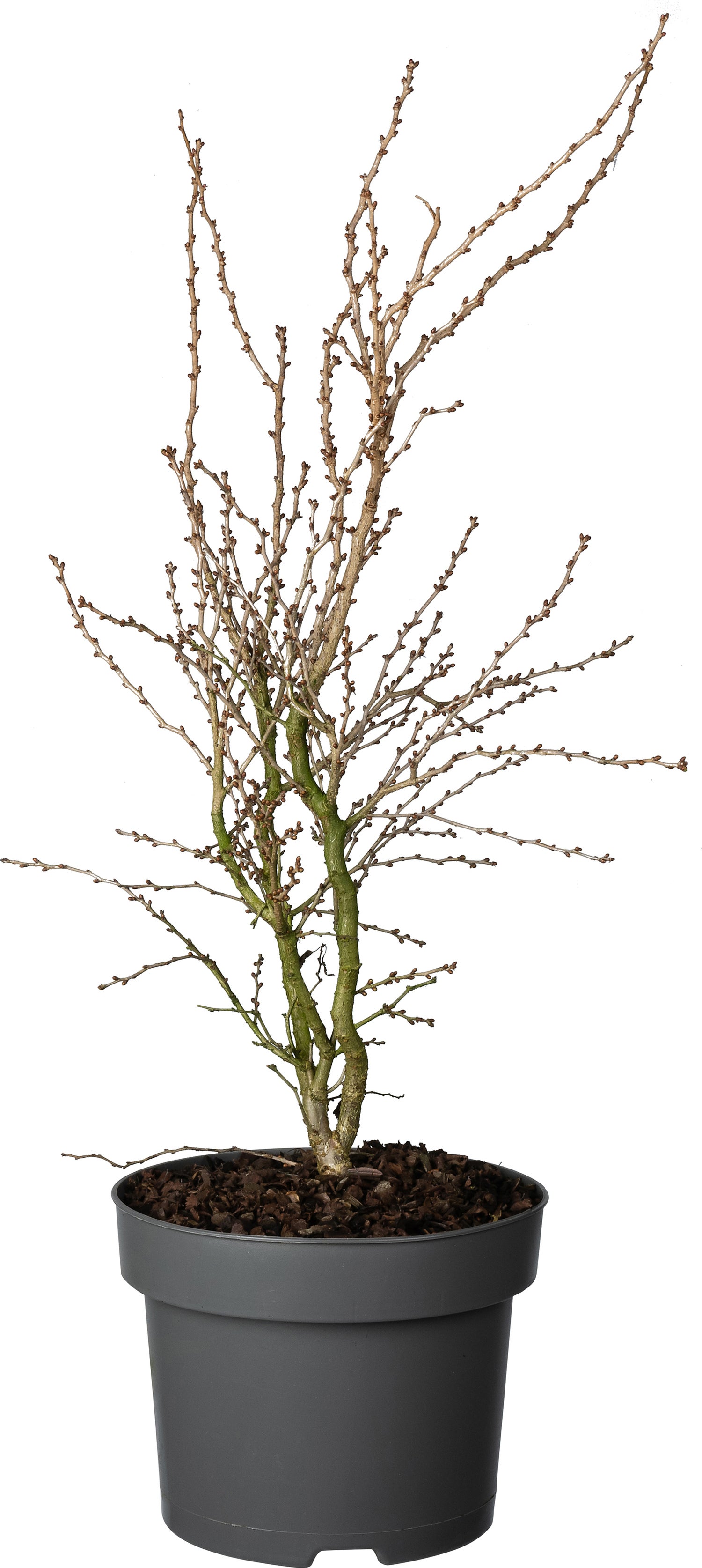 Fujikers (Prunus incisa 'Kojou-no-mai') D 23 H 35 cm