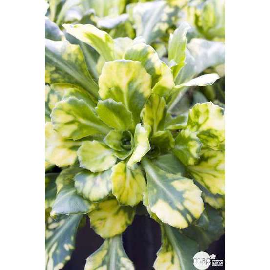 Saxifrage Aureopunctata : godet vert
