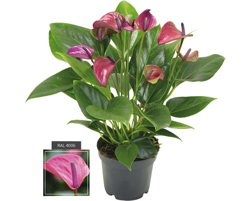 Flamingobloem/Anthurium FloraSelf Anthurium andreanum 'Purple' H 35-40 Ø 12 cm pot