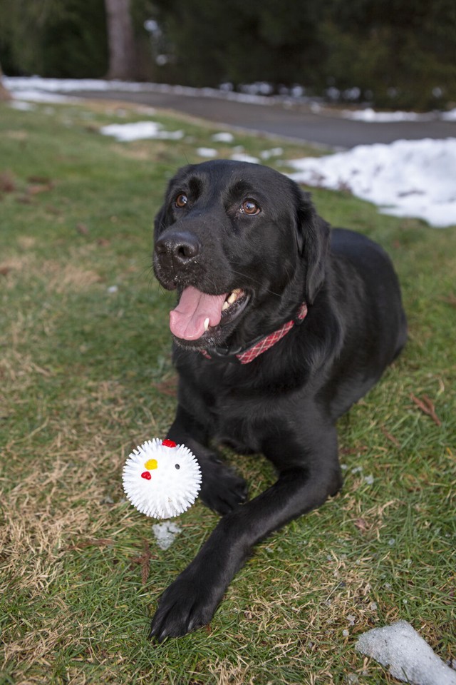 Chicken Dog Ball (DIG12)