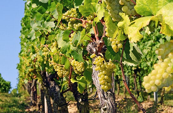 Wein selber machen in Zürich – Weinwissen mit Genuss