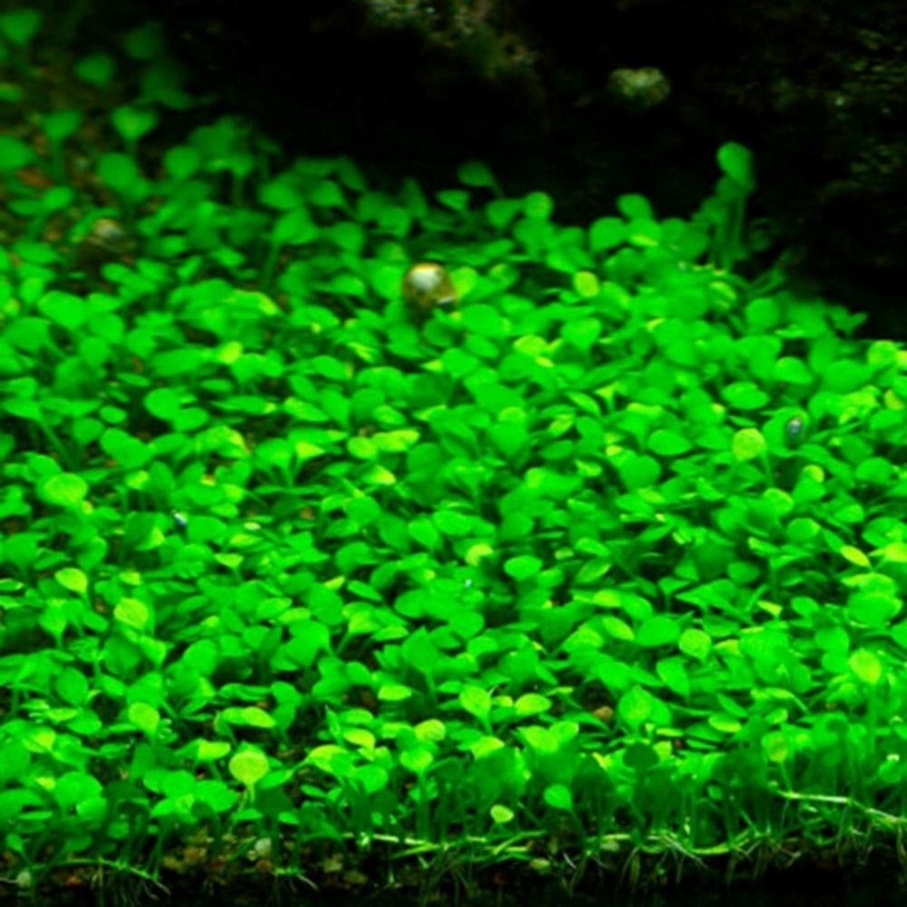 Marsilea crenata in vitro