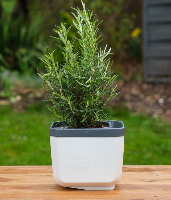 Gusta Garden Kräutertopf Herbs Buddy, ca.