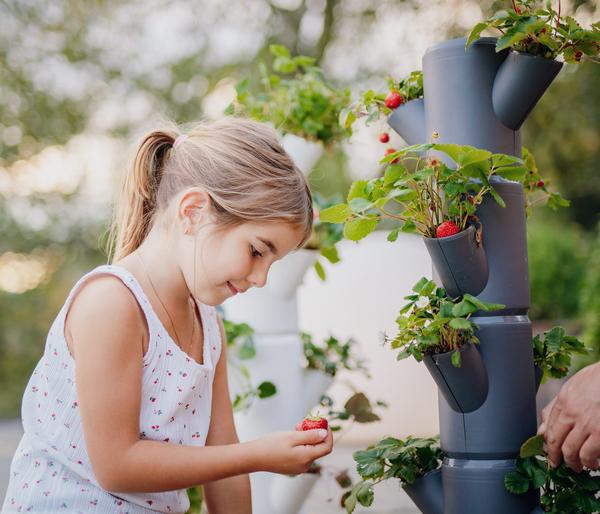 Gusta Garden Erdbeerbaum Sissi Strawberry