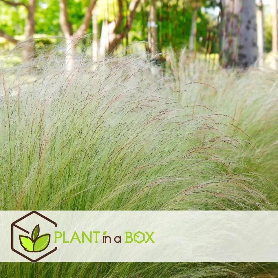 Vedergras - Set van 9 - Stipa tenuifolia 'Pony Tails' - Hoogte 20-30cm - ⌀9cm