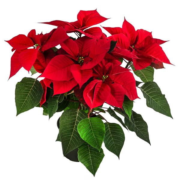 Weihnachtsstern - Euphorbia pulcherrima