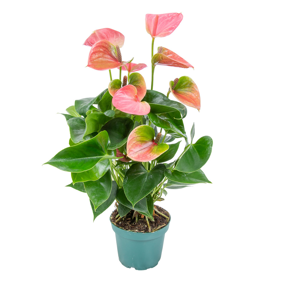 Anthurium 'aristo' rose - flamingo plant - plante d'intérieur - entretien facile ⌀12 cm - ↕30-40 cm