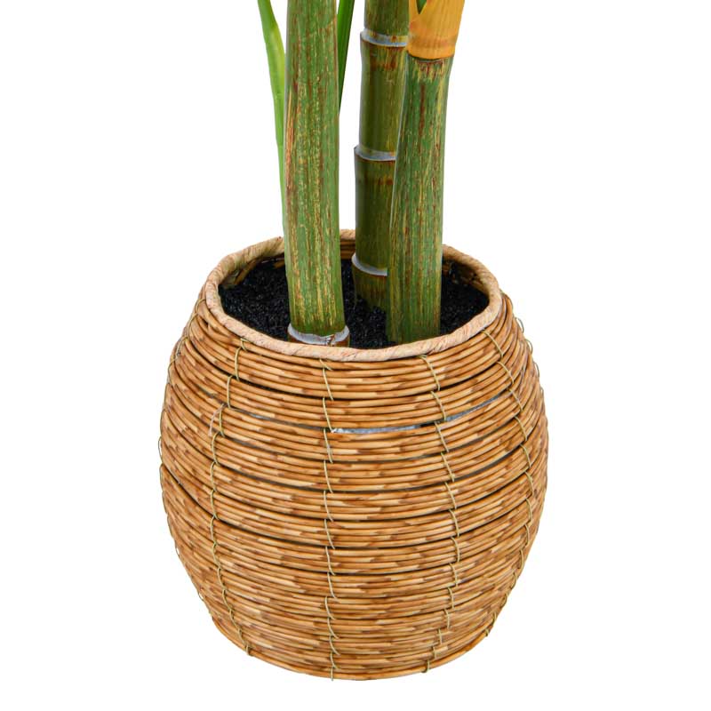Alocasia en pot vert