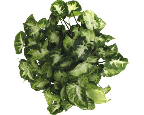Syngonium podophyllum 'Pixi' (FloraSelf) H 22-28 cm Ø 13 cm pot