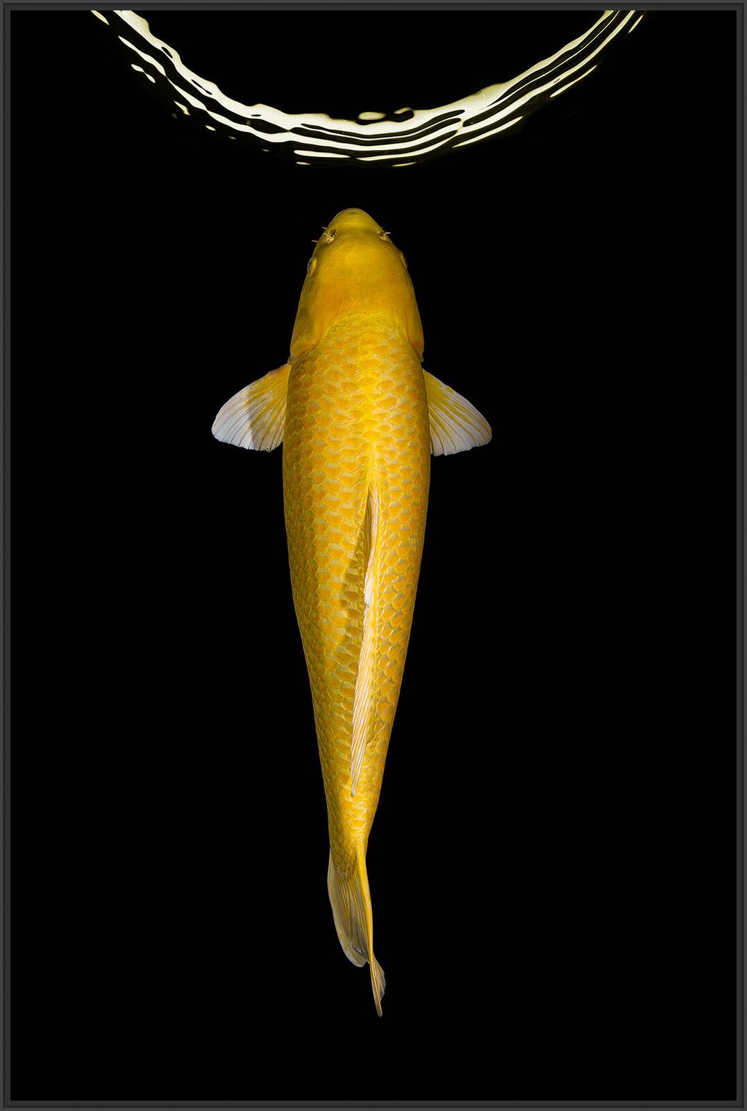 Yamabuki by Heiko Hellwig - Limited Edition. Edition of: 100. Signed.