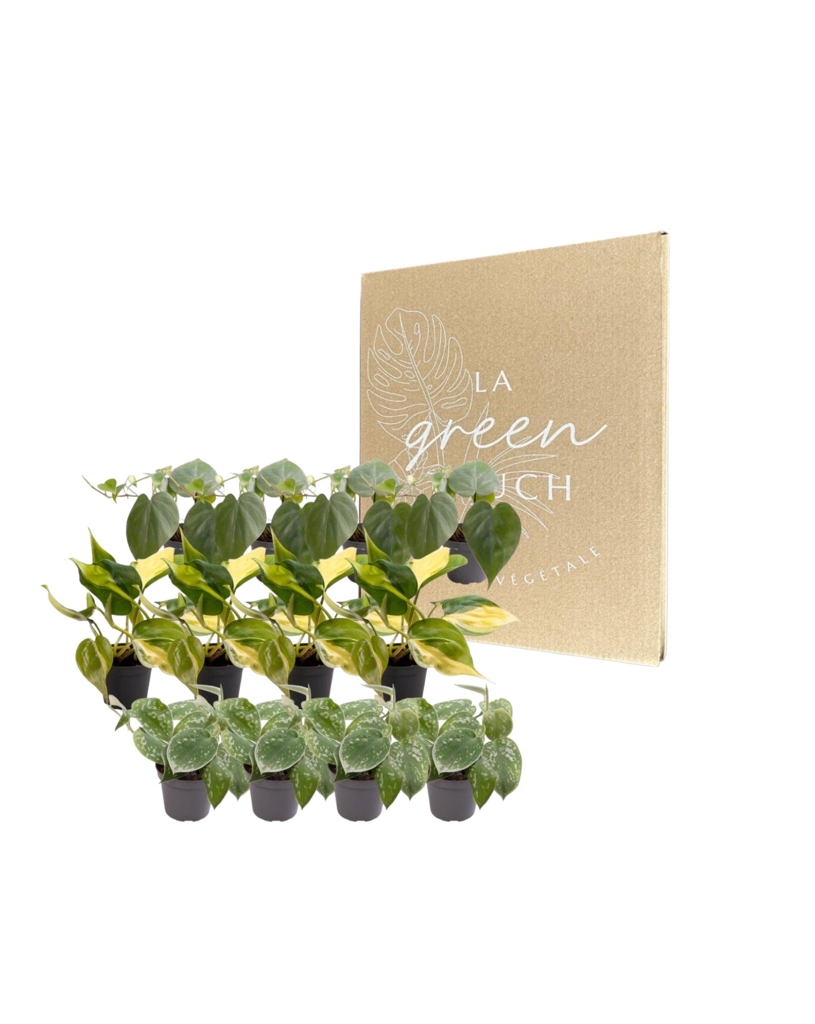 Plante d'intérieur - coffret philodendron scandens - lot de 12 plantes 12cm