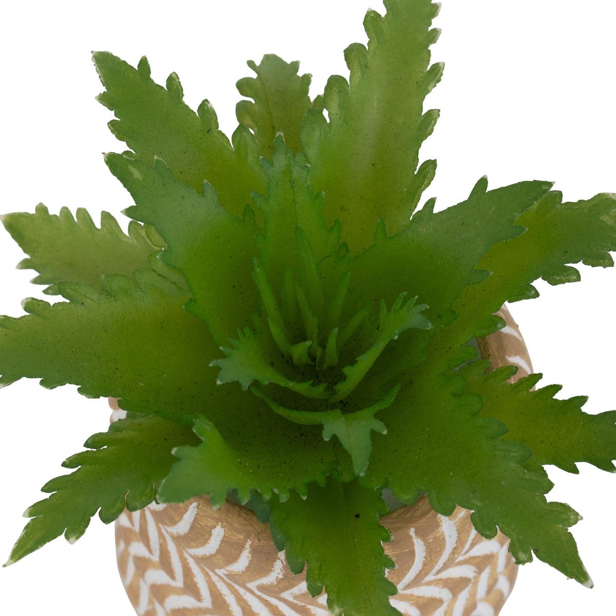 MINI PLANTE GRASSE POT CIMENT UBI H.7CM