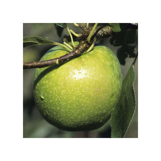Pommier Granny Smith® : ½ tige, 4-5 ans, H 170-180 cm