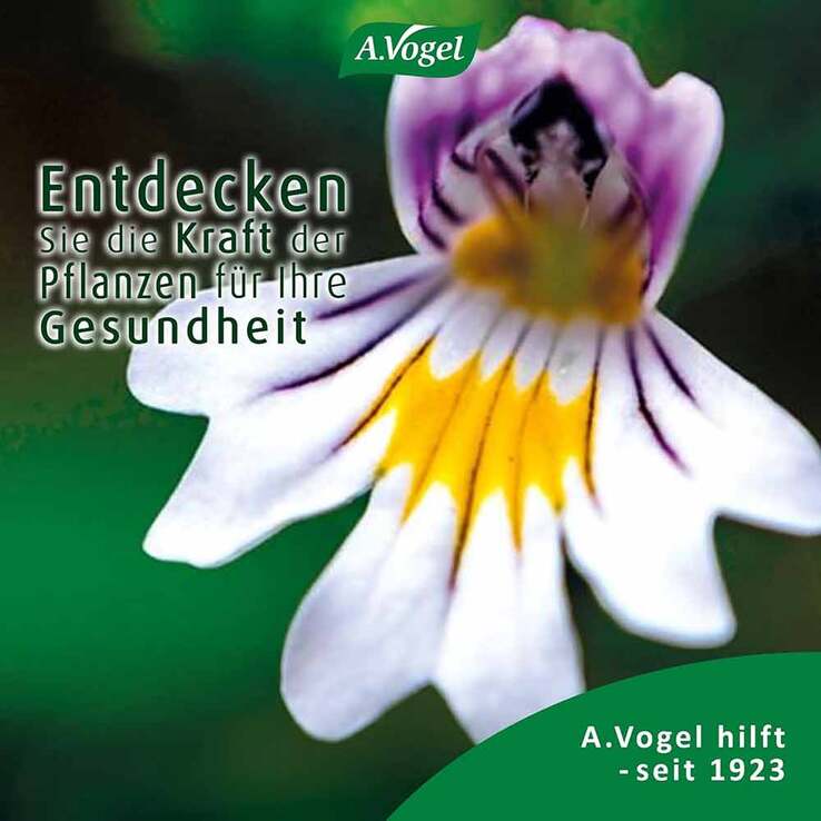 A.VOGEL Augen-Tropfen 6 Mon.n.Öffnen haltbar, 10 ml
