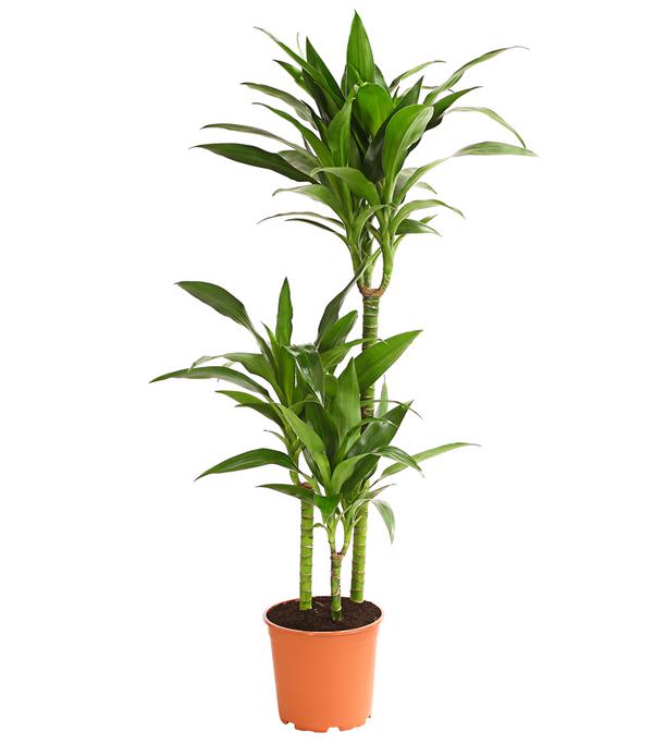 Drachenbaum - Dracaena fragrans 'Lisa'