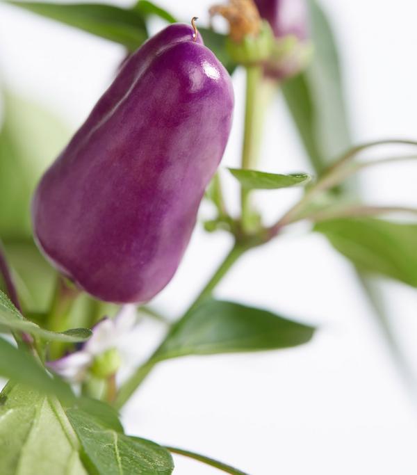 Peperoni 'Hot Cosmo'