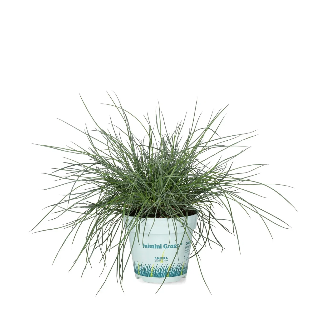 Festuca glauca 'Compact Blue' Blåsvingel 'Compact Blue' Ø10,5 cm