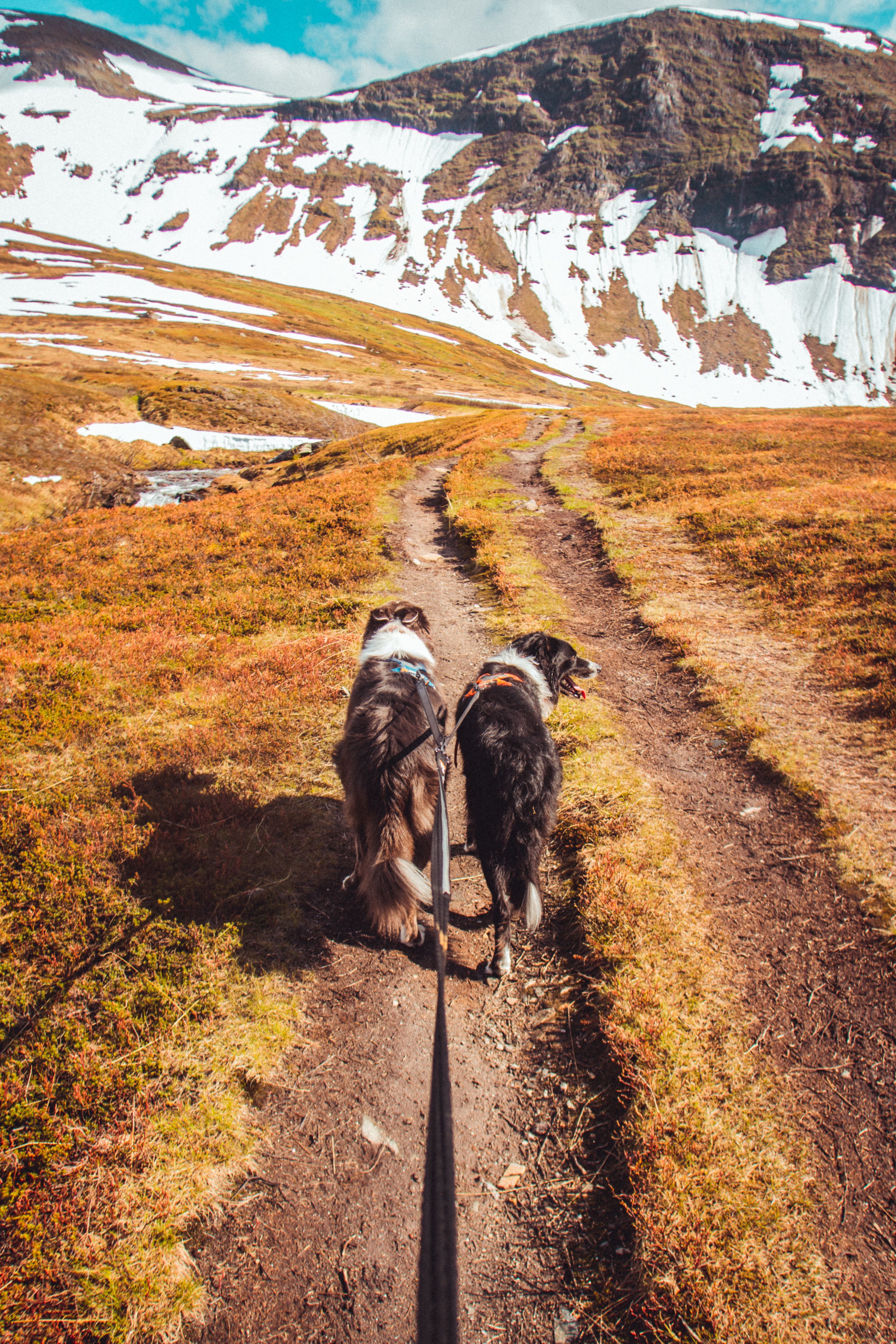 Kjøp Non-Stop Dogwear Strong Leash fra Hekta på tur!