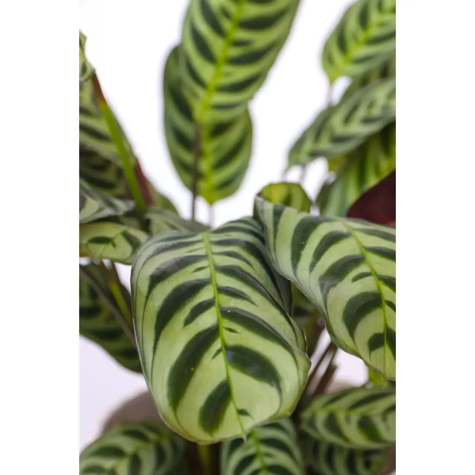 Gebedsplant - Ctenanthe 'burle-marxii' - Hoogte 25-40cm - ⌀12cm