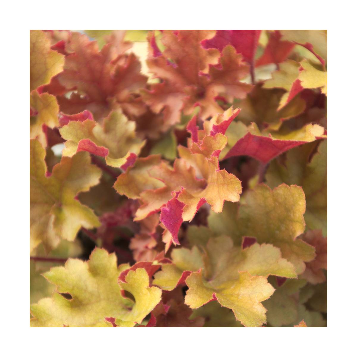 Heuchere x marmalade®/heuchera x marmalade®[-]godet - 5/10 cm
