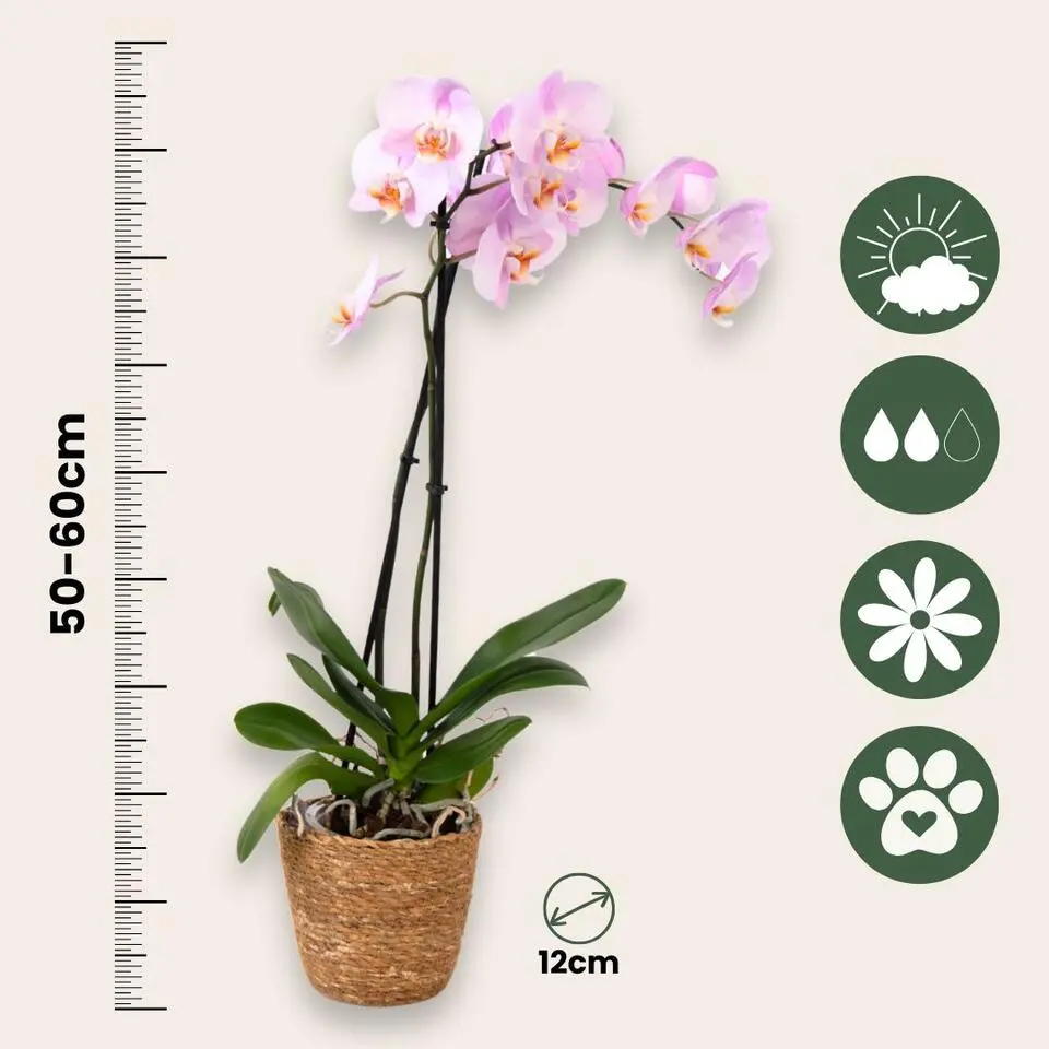 Orchidee - Phalaenopsis - Hoogte 50-60cm - ⌀12cm