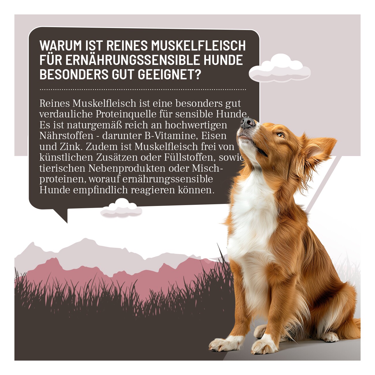 REAVET Hunde Nassfutter - Kaninchen PUR | 6 x 400g