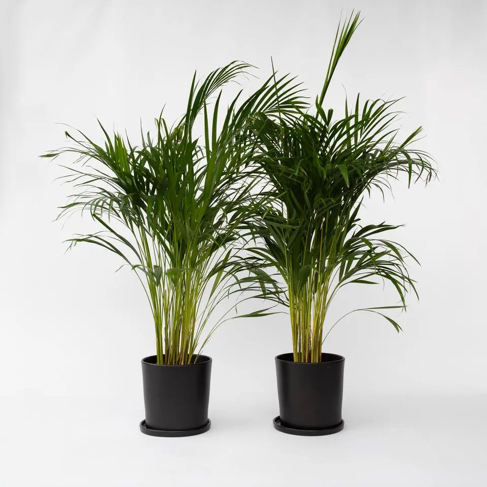 Areca goudpalm - Set van 2 - Dypsis lutescens - Hoogte 100-120cm - ⌀21cm