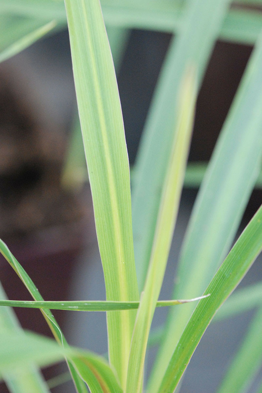 Cordyline 'peko' - 5l