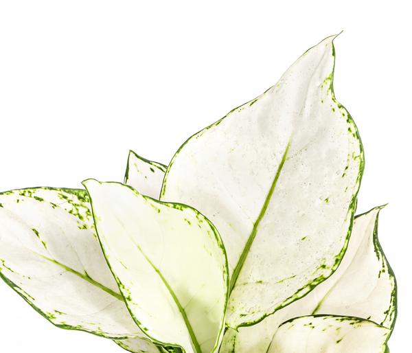 Kolbenfaden - Aglaonema 'White Joy'