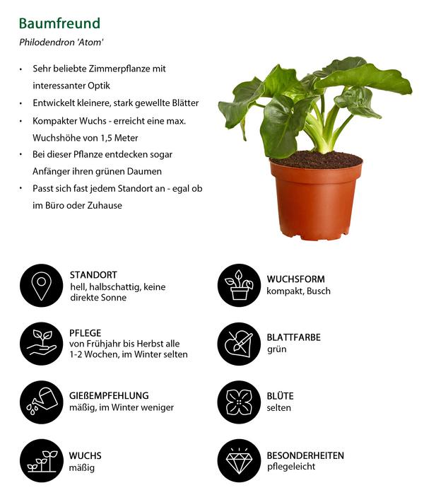 Zimmerpflanzen-Set Grün Starter, 3-teilig