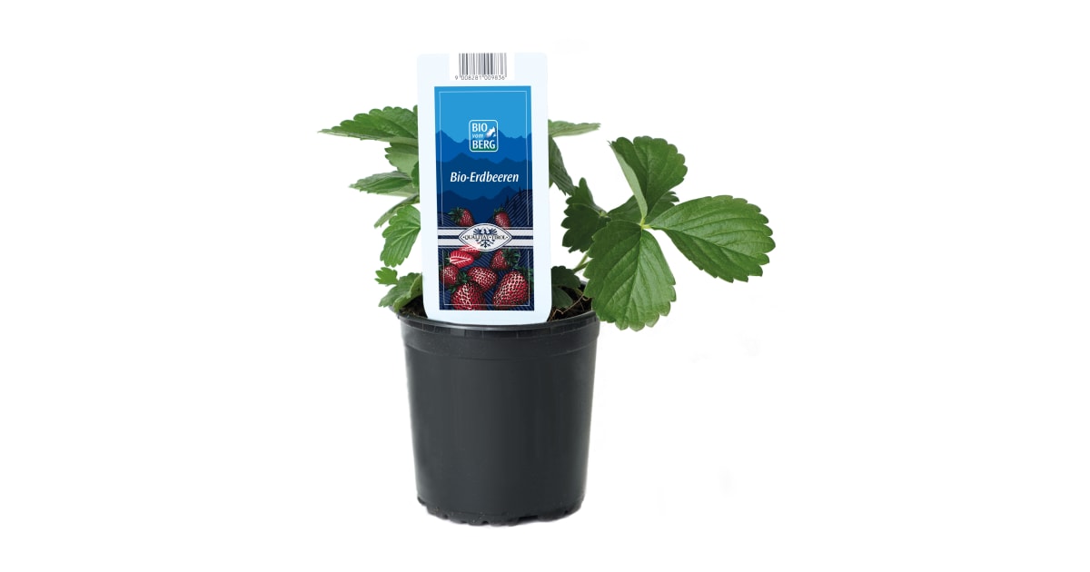 BIO vom BERG Bio Erdbeerpflanze im Topf